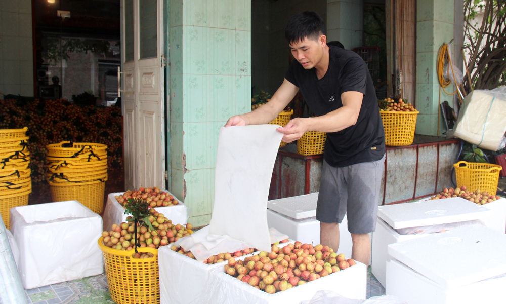 Thu mua vải sớm tại xã Phúc Hòa (Tân Yên).